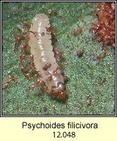 Psychoides filicivora (larva)
