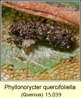 Phyllonorycter quercifoliella