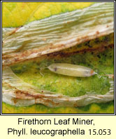 Firethorn Leaf Miner, Phyllonorycter leucographella
