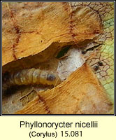 Phyllonorycter nicellii (larva)