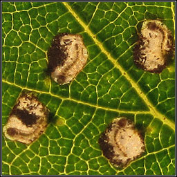 Incurvaria pectinea