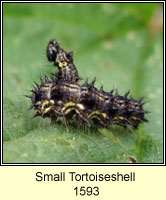 Small Tortoiseshell, Aglais urticae