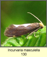 Incurvaria masculella