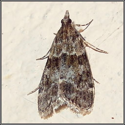 Eudonia mercurella