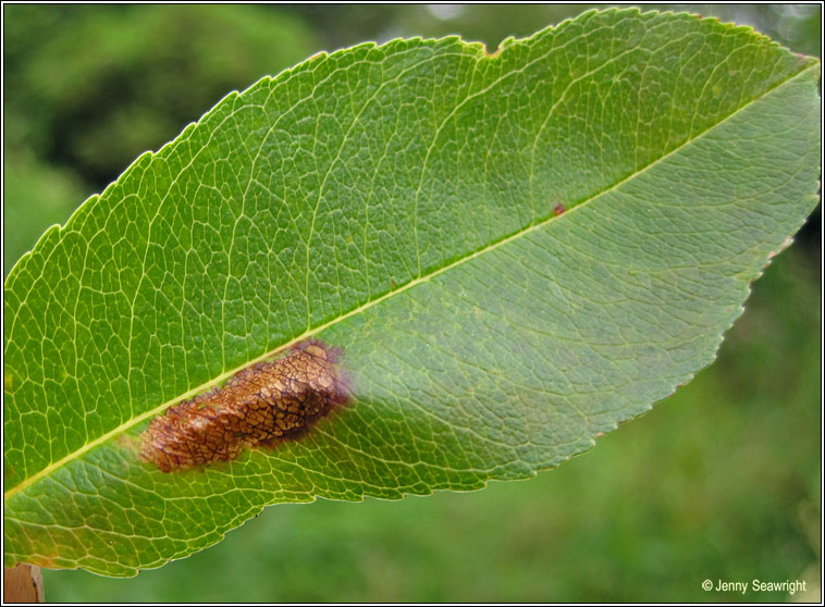 Phyllonorycter spinicolella