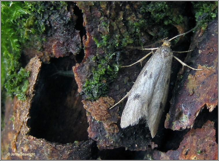 Pseudatemelia josephinae