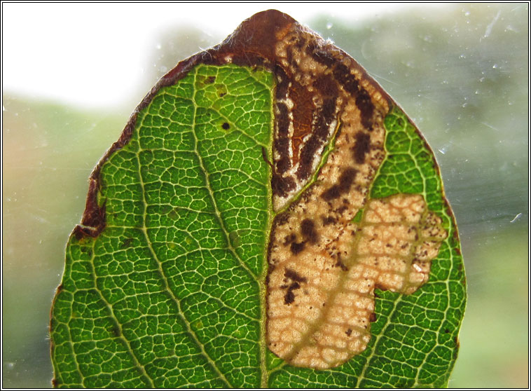 Stigmella salicis