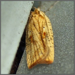 Agonopterix nervosa