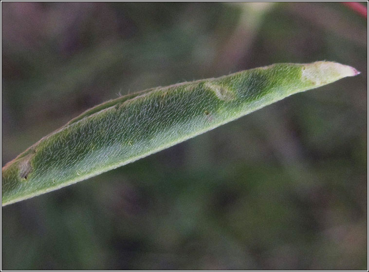 Aproaerema anthyllidella