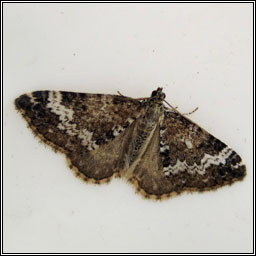 Small Rivulet, Perizoma alchemillata