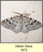 Welsh Wave, Venusia cambrica