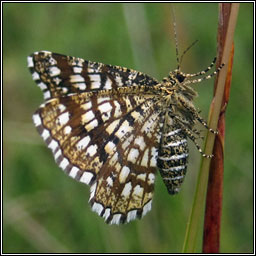 Latticed Heath, Chiasmia clathrata