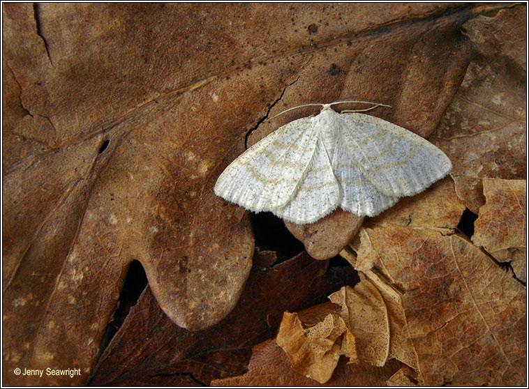 Common Wave, Cabera exanthemata