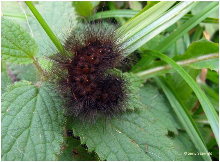 White Ermine, Spilosoma lubricipeda (larvae)
