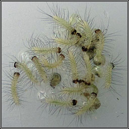 Buff Ermine, Spilosoma luteum