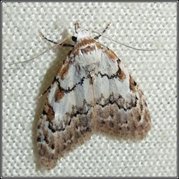 Least Black Arches, Nola confusalis