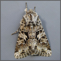 The Shears, Hada plebeja