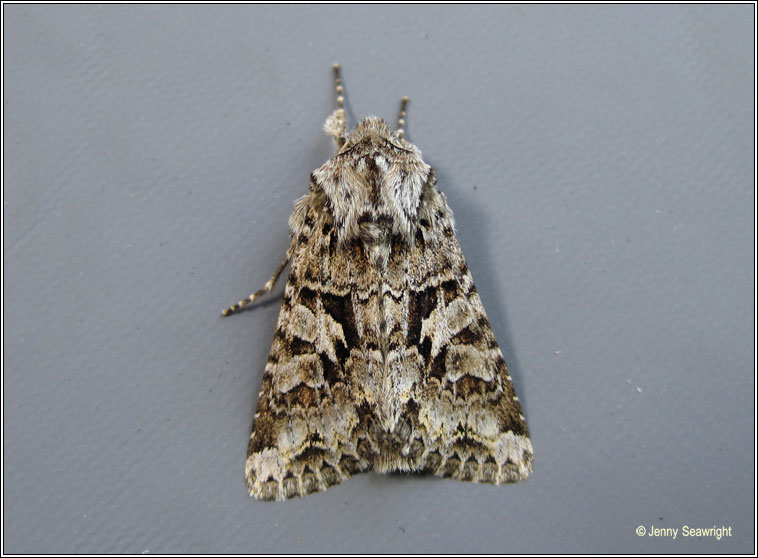 The Shears, Hada plebeja