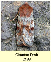 Clouded Drab, Orthosia incerta