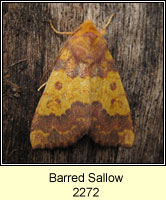 Barred Sallow, Xanthia aurago