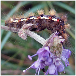 Knot Grass, Acronicta rumicis