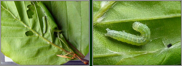 Dun-bar, Cosmia trapezina, larva