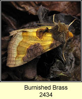 Burnished Brass, Diachrysia chrysitis