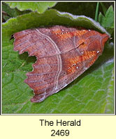 The Herald, Scoliopteryx libatrix